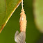 Bagworm Moth