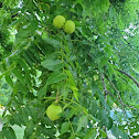 Eastern Black Walnut