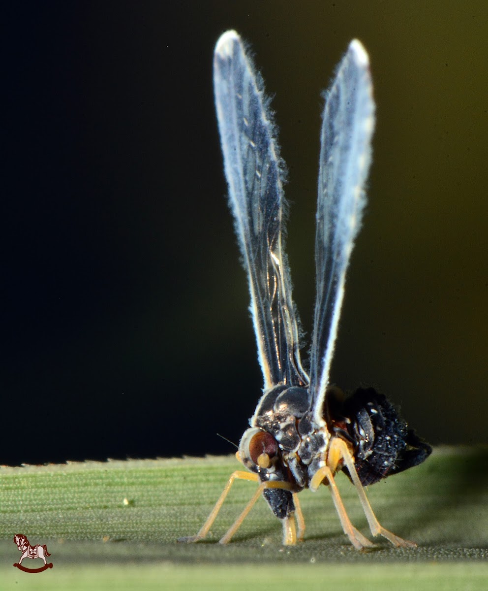 Planthopper