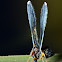 Planthopper