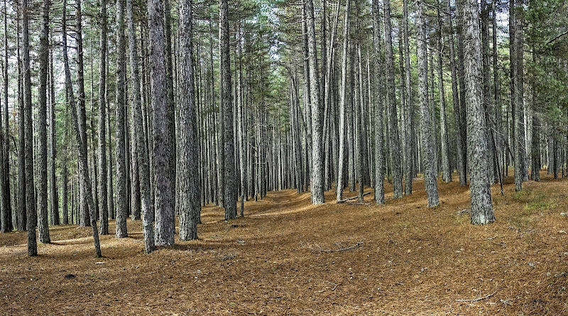 il respiro della foresta di lugiube