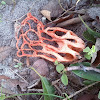 Basket stinkhorn or Red Cage