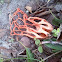 Basket stinkhorn or Red Cage