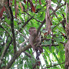 Common Squirrel Monkey