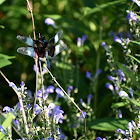 Widow Skimmer