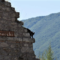 Il cuoco è un mio amico ....... e mi piacciono i gnocchi di 