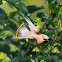 Cedar waxwing, southern waxwing, Canada robin, cedar bird, cherry bird, recellet