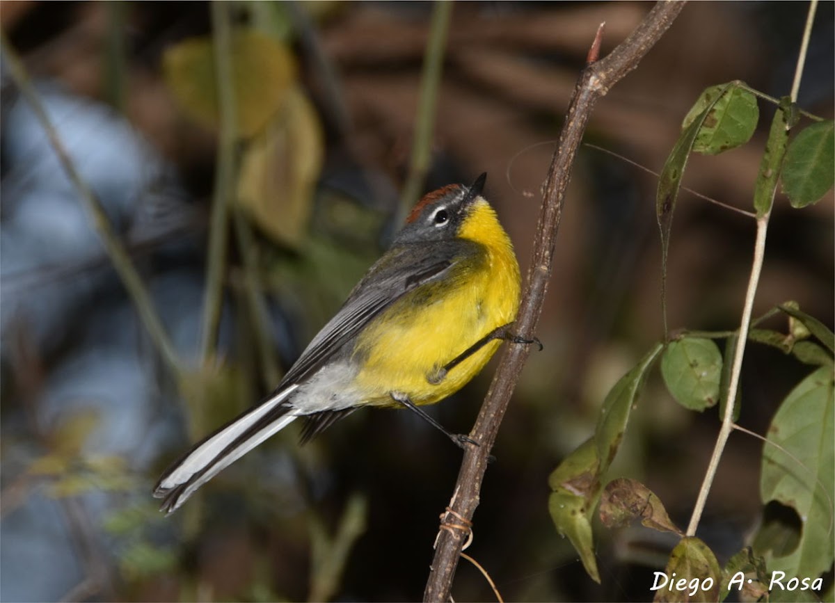 Brown-capped Redstart