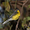 Brown-capped Redstart