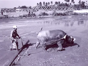 相片：耕牛與鐵橋