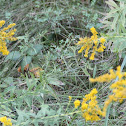 Yellow Top flower