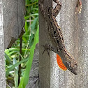 Cuban Anole