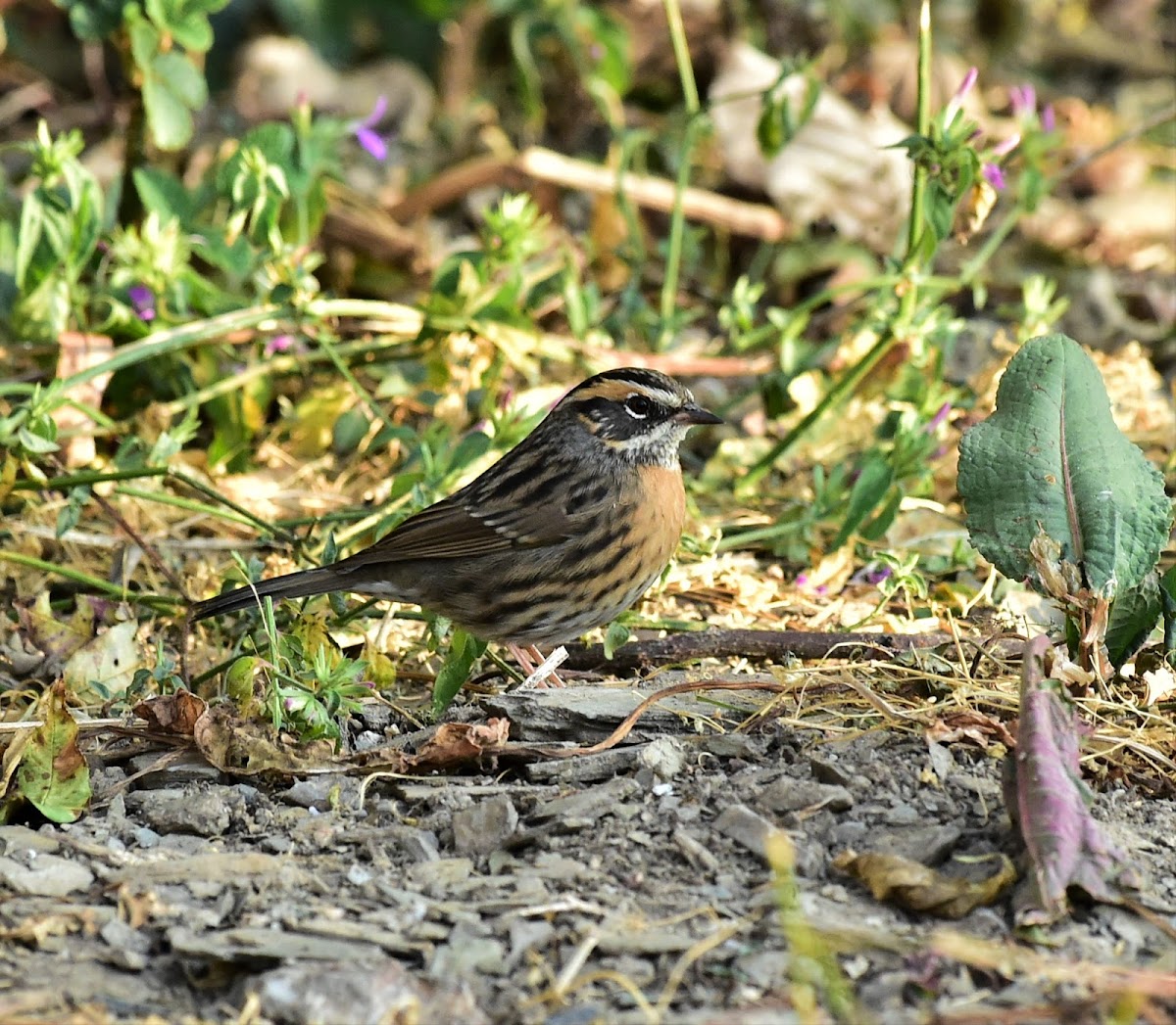 Rufous-breasted Accentor