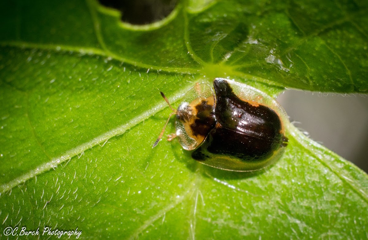 Mottled Tortoise Beetle