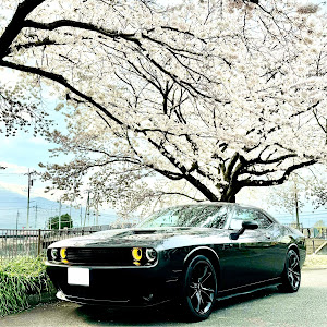 チャレンジャー SXT