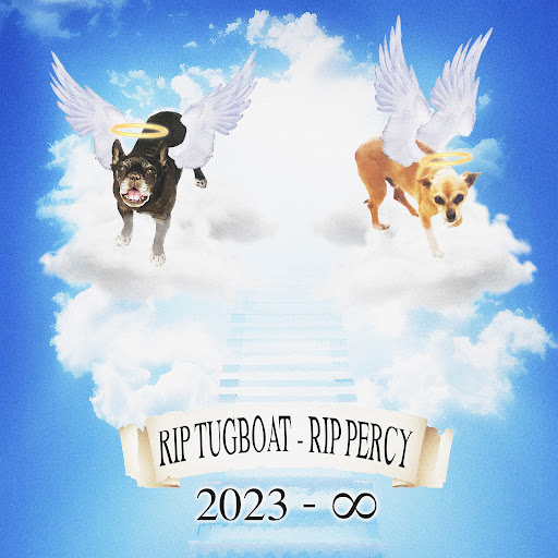 they just put my dog down (RIP TUGBOAT RIP PERCY) YouTube Music