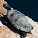 Red-eared Slider