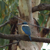 Sacred Kingfisher