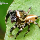 Scaly Hunting Spider