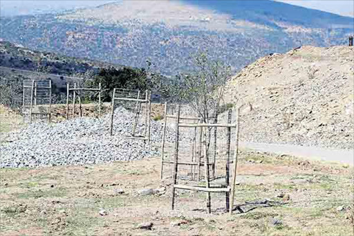 Some of the 1200 trees planted along a 10km paved road to Mandla Mandela's homestead. PICTURE LULAMILE FENI