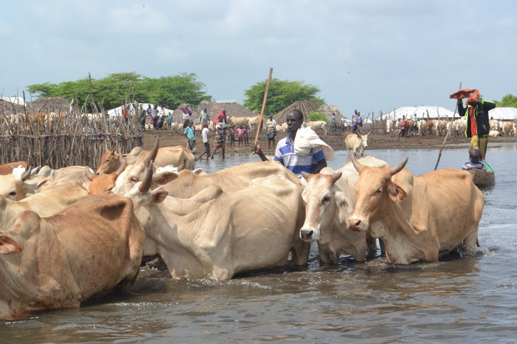 Locals in distress as floods submerge villages in the Tana delta - The Star, Kenya