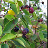 Serviceberry (Sugarplum)