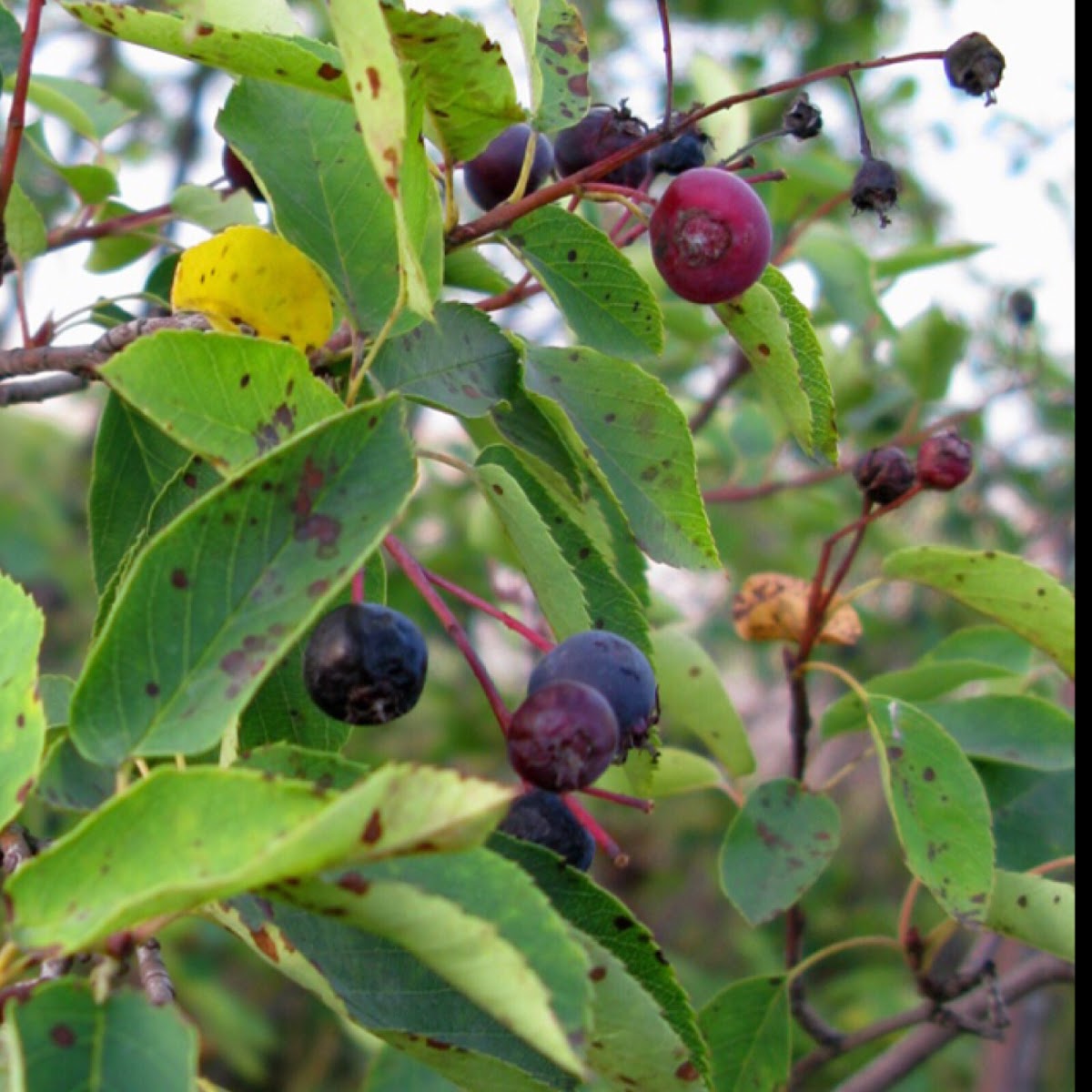 Serviceberry (Sugarplum)