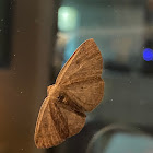 Black-dotted Ruddy Moth