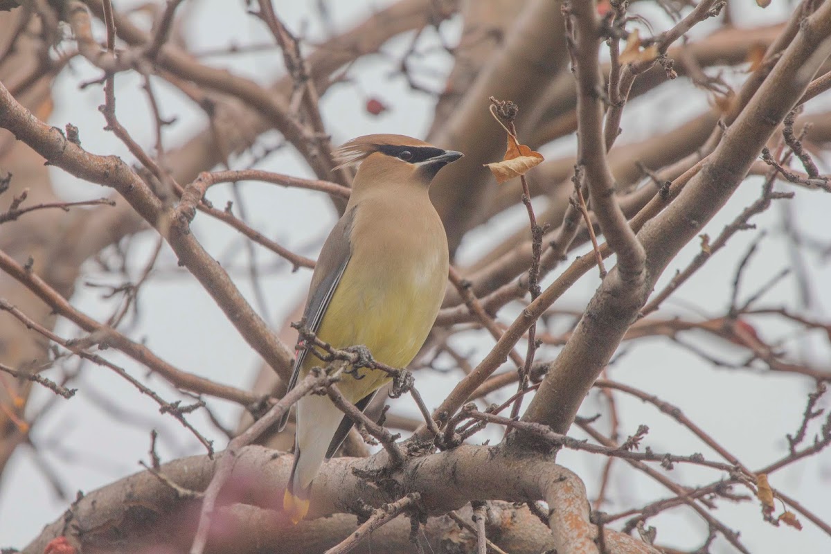 Cedar Waxwing