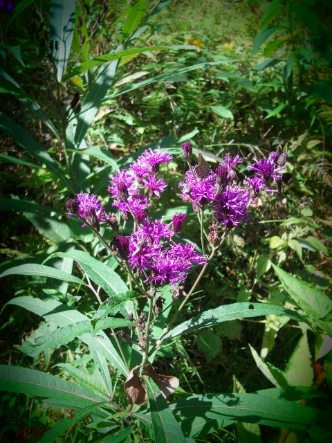 Tall Ironweed