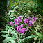 Tall Ironweed