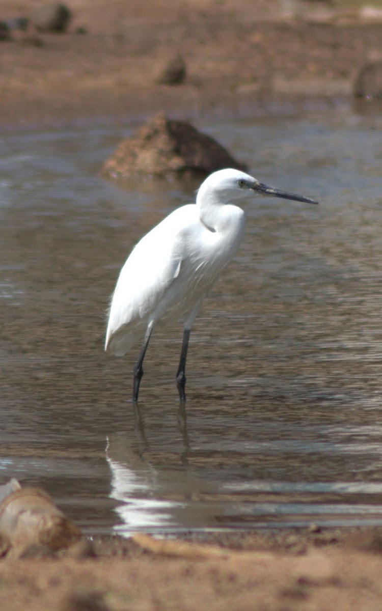 Little Egret