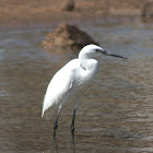 Little Egret