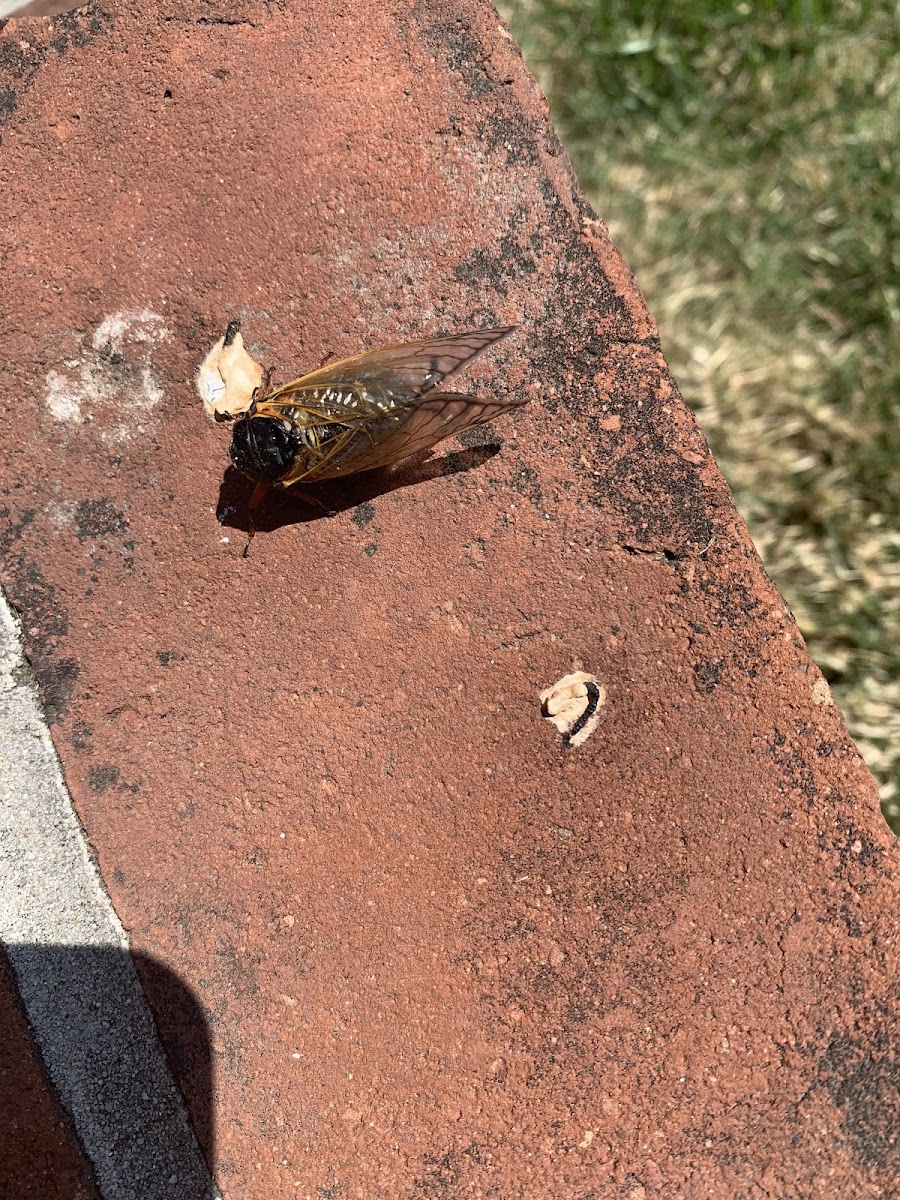 Cicada