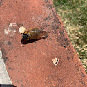 Cicada