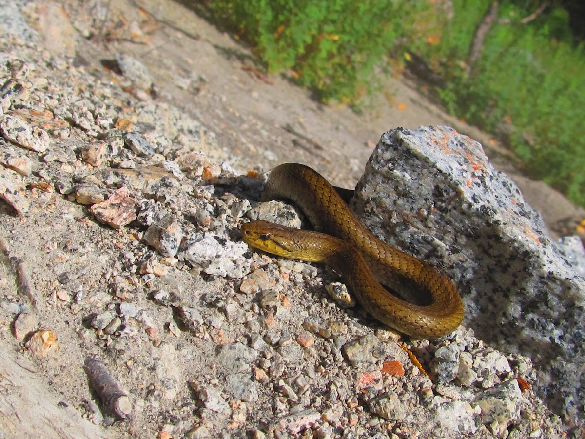 Short tale snake (culebra de cola corta - spanish)