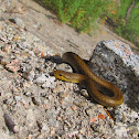 Short tale snake (culebra de cola corta - spanish)