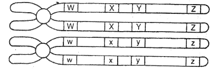 Crossing Over (Genetic Recombination)