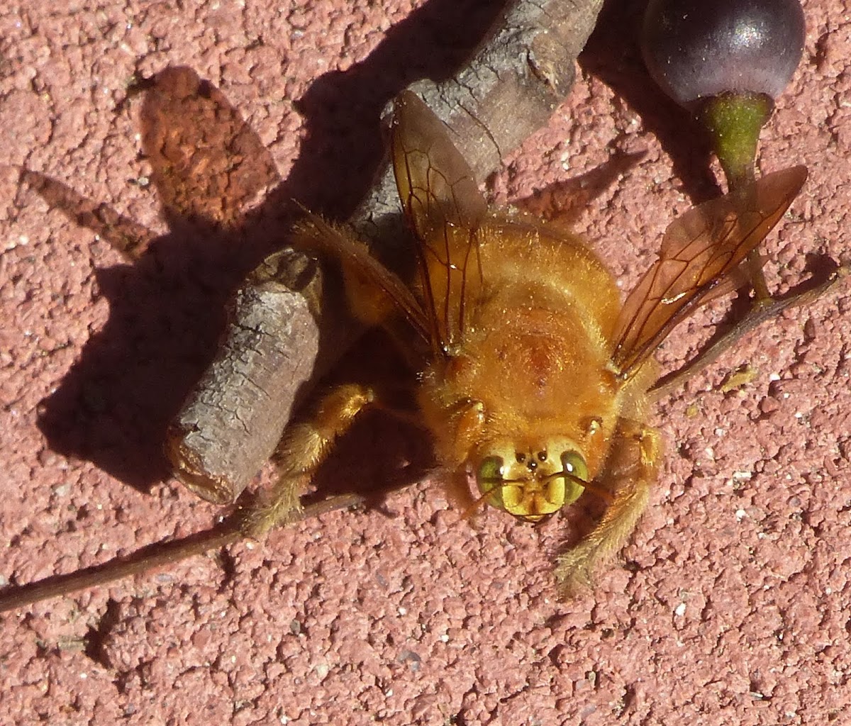 Newly eclosed carpenter bee