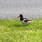 Eurasian Oystercatcher