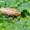 Gián Đồng. Field Cockroach.