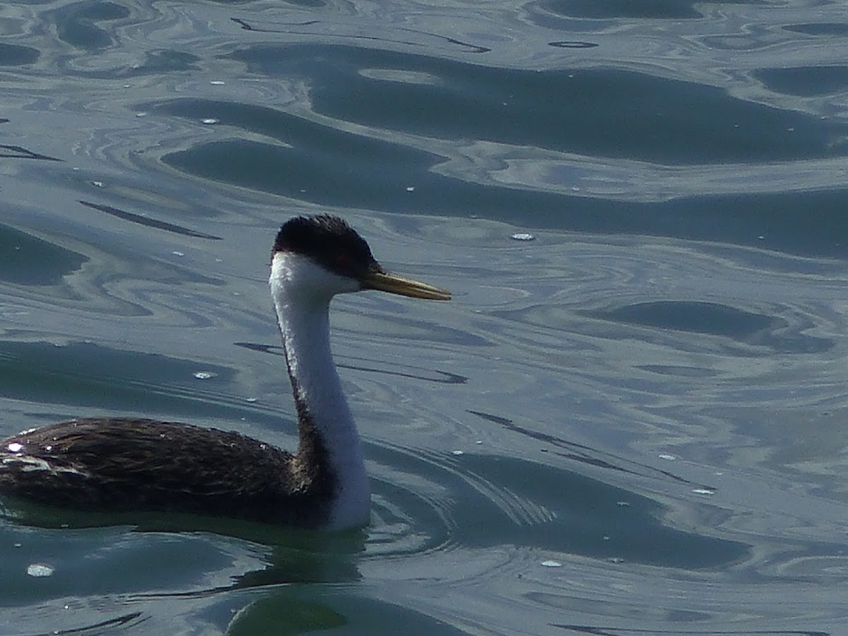 western grebe