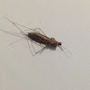 Unknown Spotting ( Crane Fly )