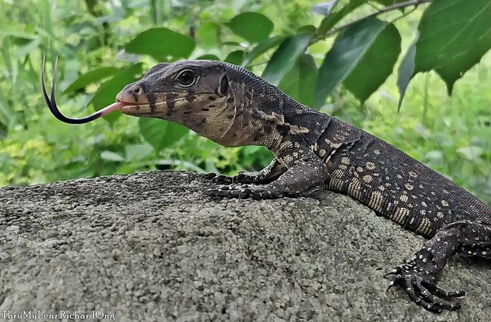 Southeast Asian Water Monitor