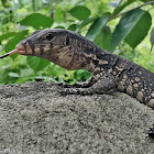 Southeast Asian Water Monitor