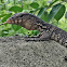 Southeast Asian Water Monitor