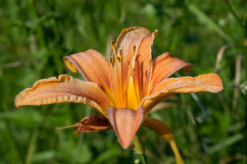 Fiore d'Estate di Gabrielemme