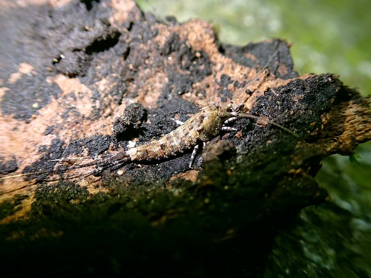 Jumping Bristletail