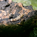 Jumping Bristletail