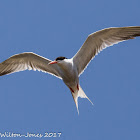 Common Tern; Charrán Común